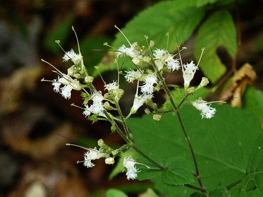{Collinsonia tuberosa}